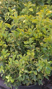 Euonymus