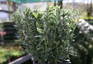 Euonymus