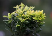 Euonymus