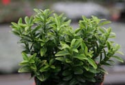 Euonymus