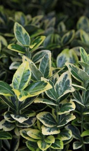 Euonymus-Busch