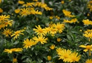 Euryops
