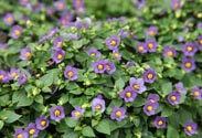Exacum