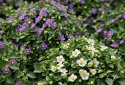 Exacum