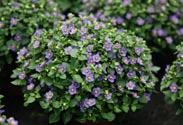 Exacum