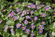 Exacum