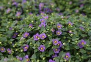Exacum
