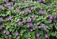 Exacum