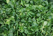 Feldsalat