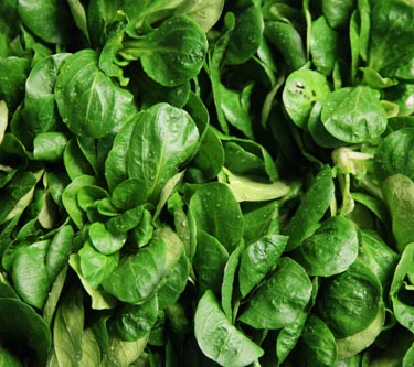 Feldsalat