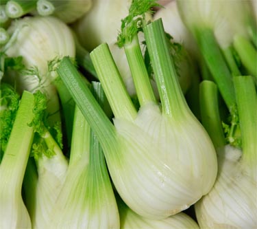 Fenchel