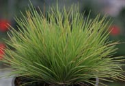 Festuca-Gras