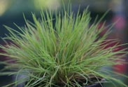 Festuca-Gras