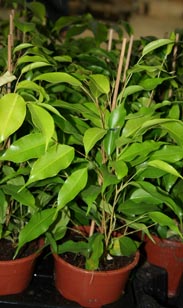 Ficus