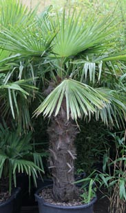 Freilandpalme