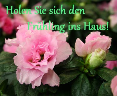Pflanzen aller Art