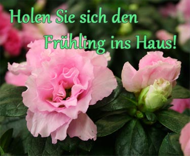 Fruehling