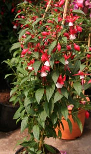 Fuchsie
