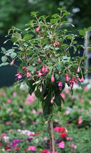 Fuchsie
