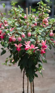 Fuchsie