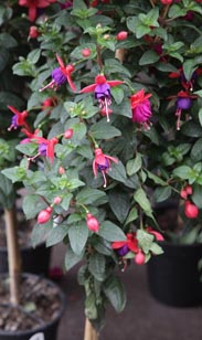 Fuchsie