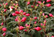 Fuchsie