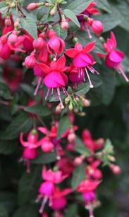 Fuchsie