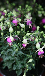 Fuchsie