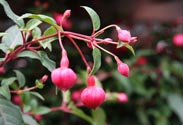 Fuchsie
