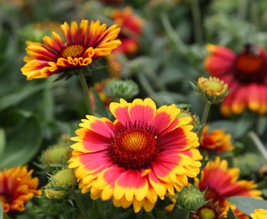 Gaillardia