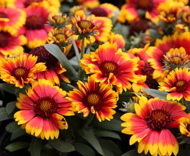 Gaillardia