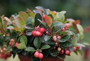 Gaultheria