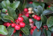 Gaultheria