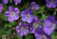 Geranium