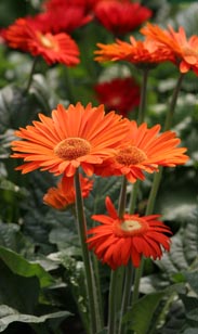 Gerbera