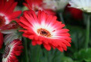 Gerbera