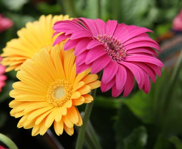 Gerbera