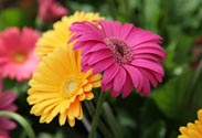 Gerbera