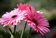 Gerbera
