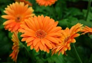 Gerbera