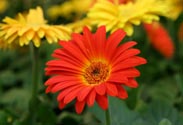 Gerbera