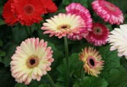 Gerbera