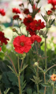 Geum