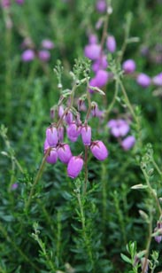 Glocken-Heide