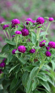 Gomphrena