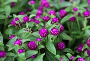 Gomphrena