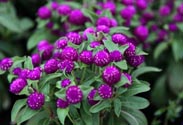 Gomphrena