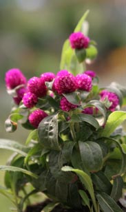 Gomphrena