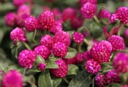 Gomphrena