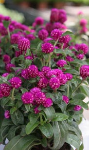 Gomphrena
